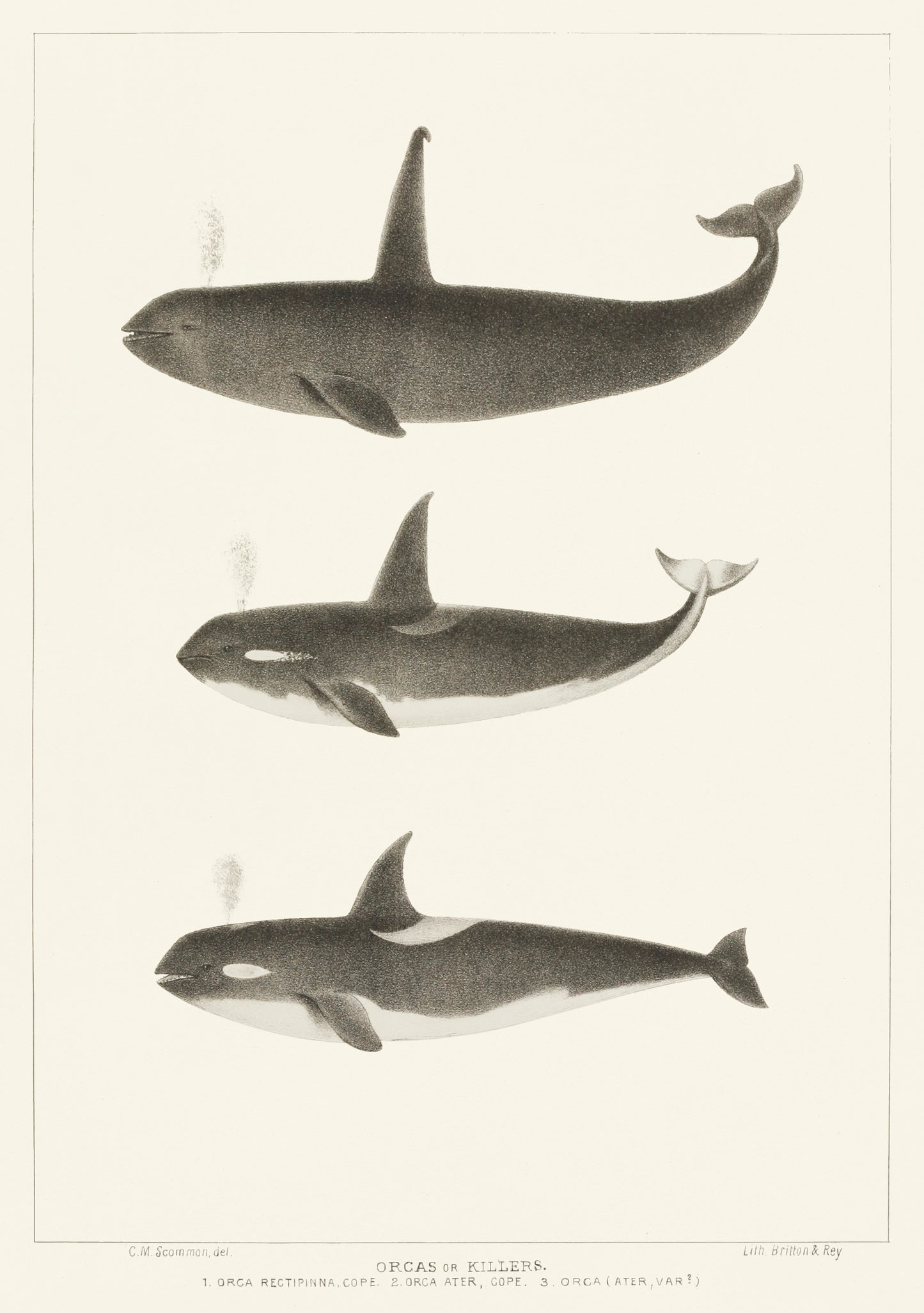 Orca Rectipinna by Charles Melville Scammon