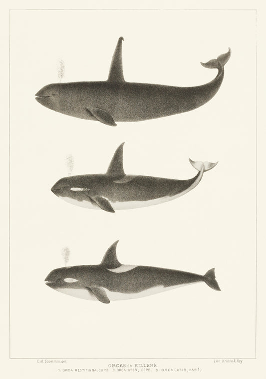 Orca Rectipinna by Charles Melville Scammon