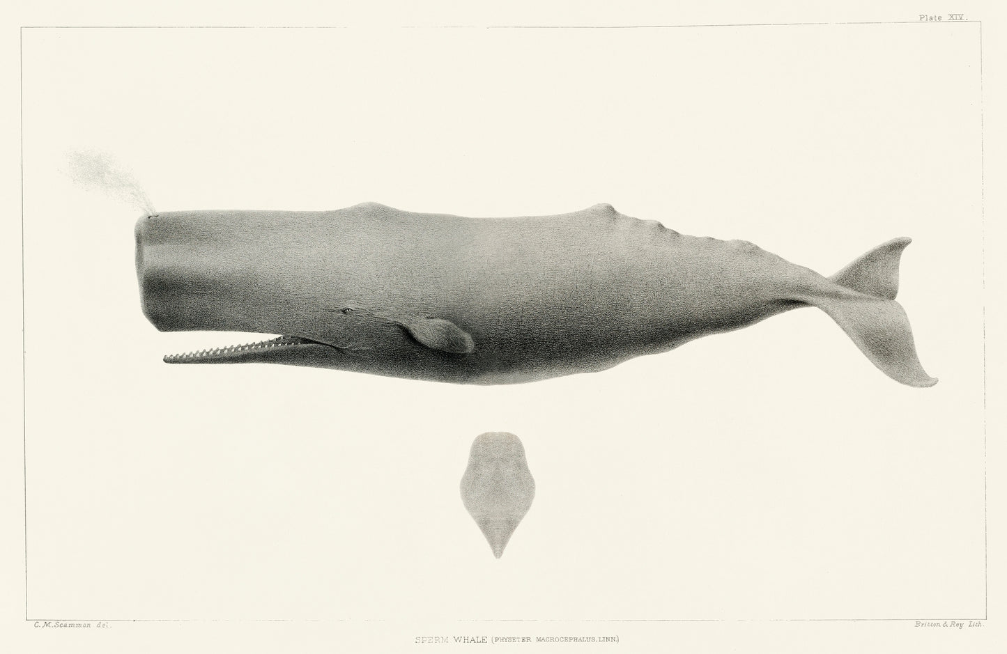 Physter Macrocephalus by Charles Melville Scammon