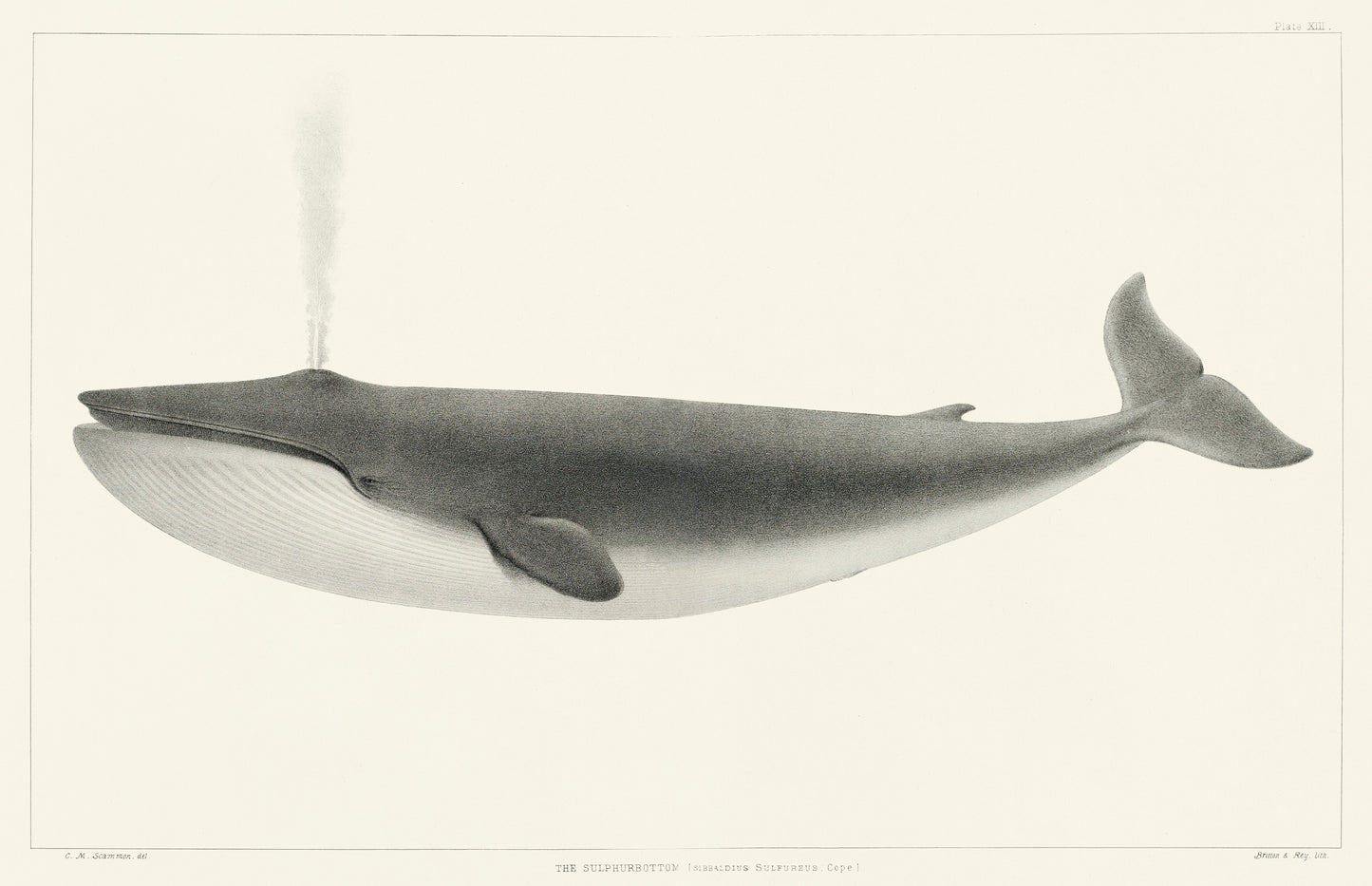 Sibbaldius Sulfureus by Charles Melville Scammon