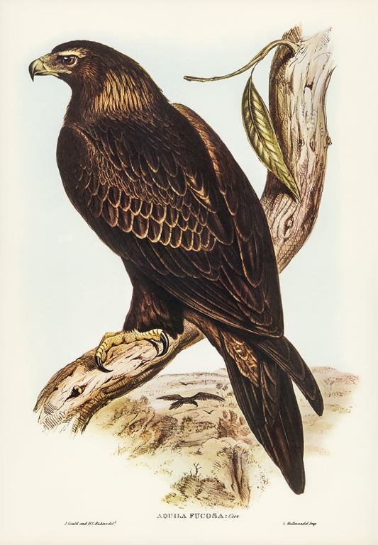 Aquila Focosa by Elizabeth Gould