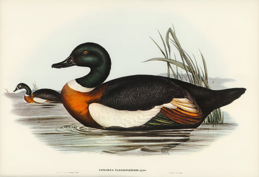 Casarca Tadornoides by Elizabeth Gould