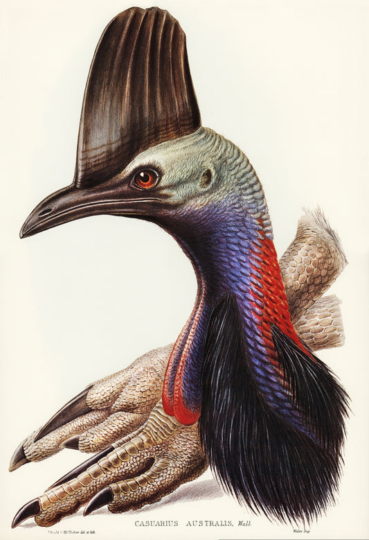 Casuarius Australis by Elizabeth Gould