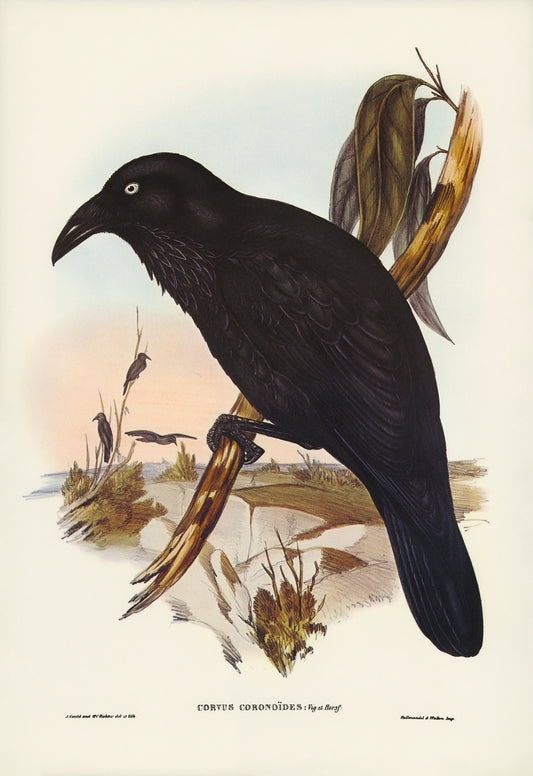 Corvus Coronoides by Elizabeth Gould