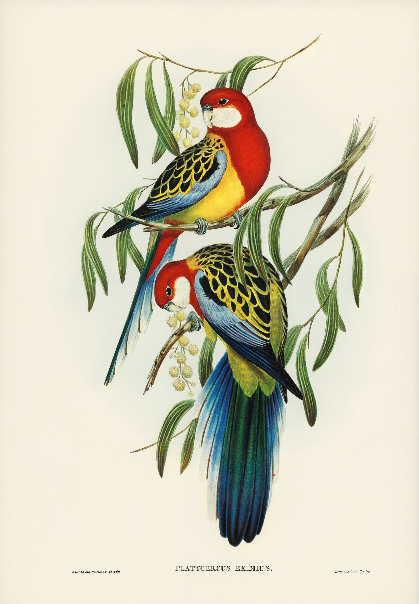 Platycercus Exiumius by Elizabeth Gould