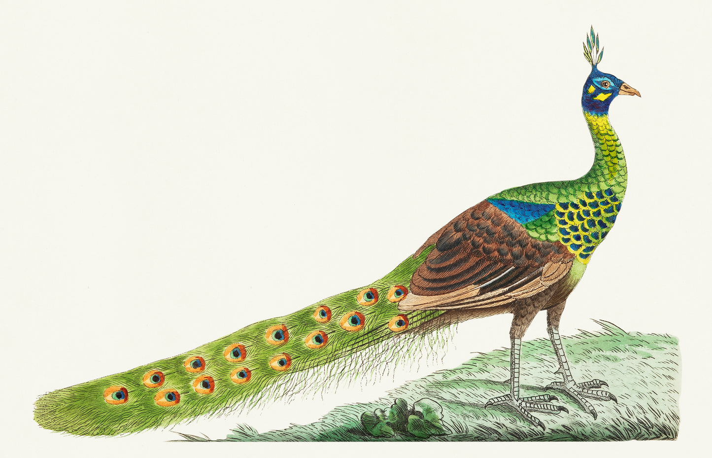 Spike-Crested Peacock by George Shaw