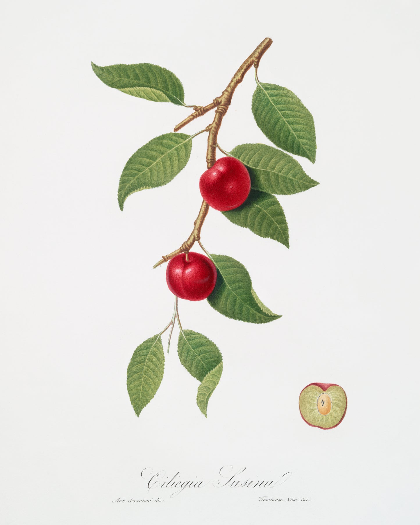 Myrobalan Plum by Giorgio Gallesio