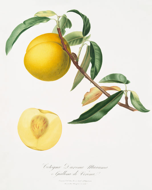 Prunus Persica by Giorgio Gallesio