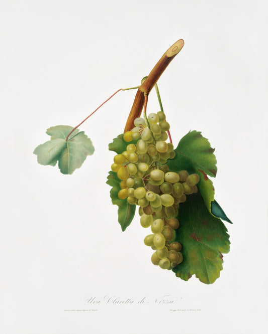 Vitis Vinifera Niciensis by Giorgio Gallesio