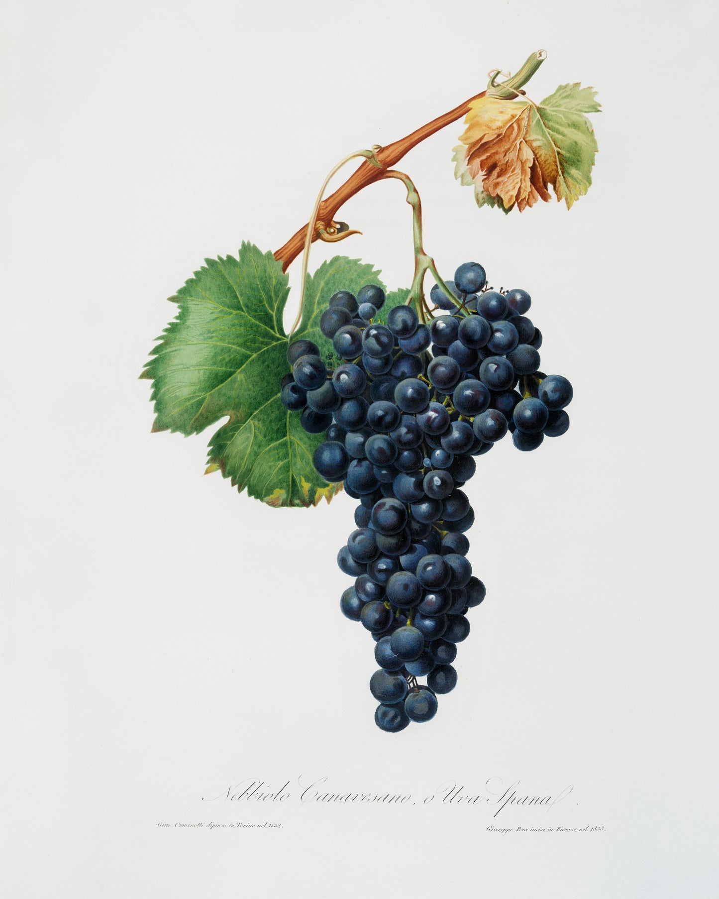 Vitis Vinifera Pedemontana by Giorgio Gallesio