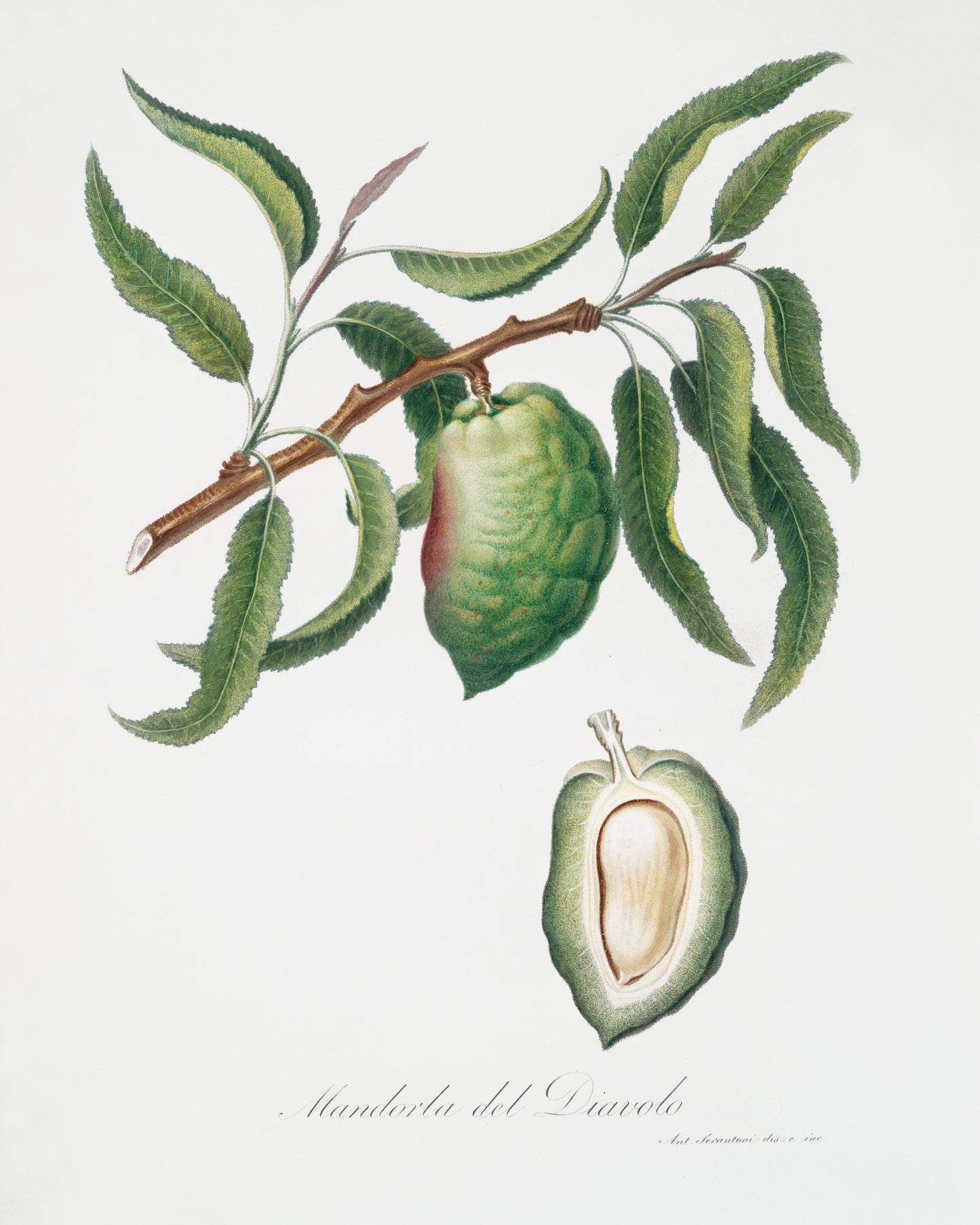 Communis Naxea by Giorgio Gallesio