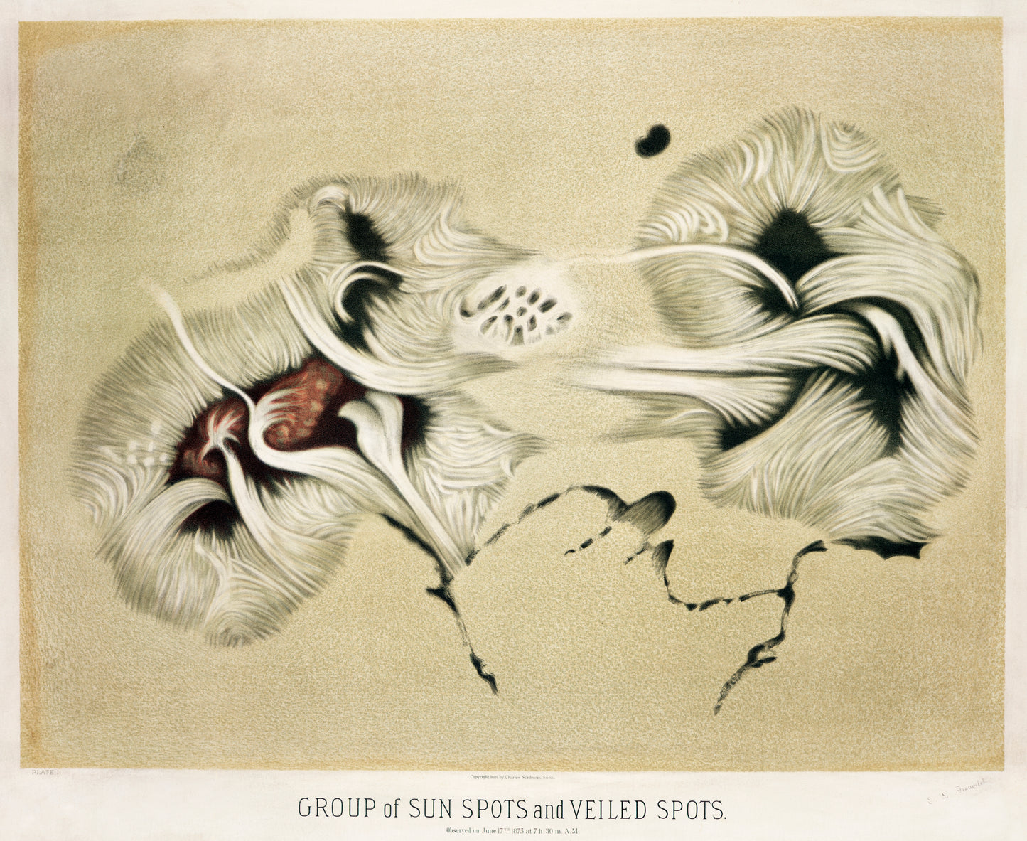 Sun spots and Veiled spots (ca. 1881–1882) by E. L. Trouvelot