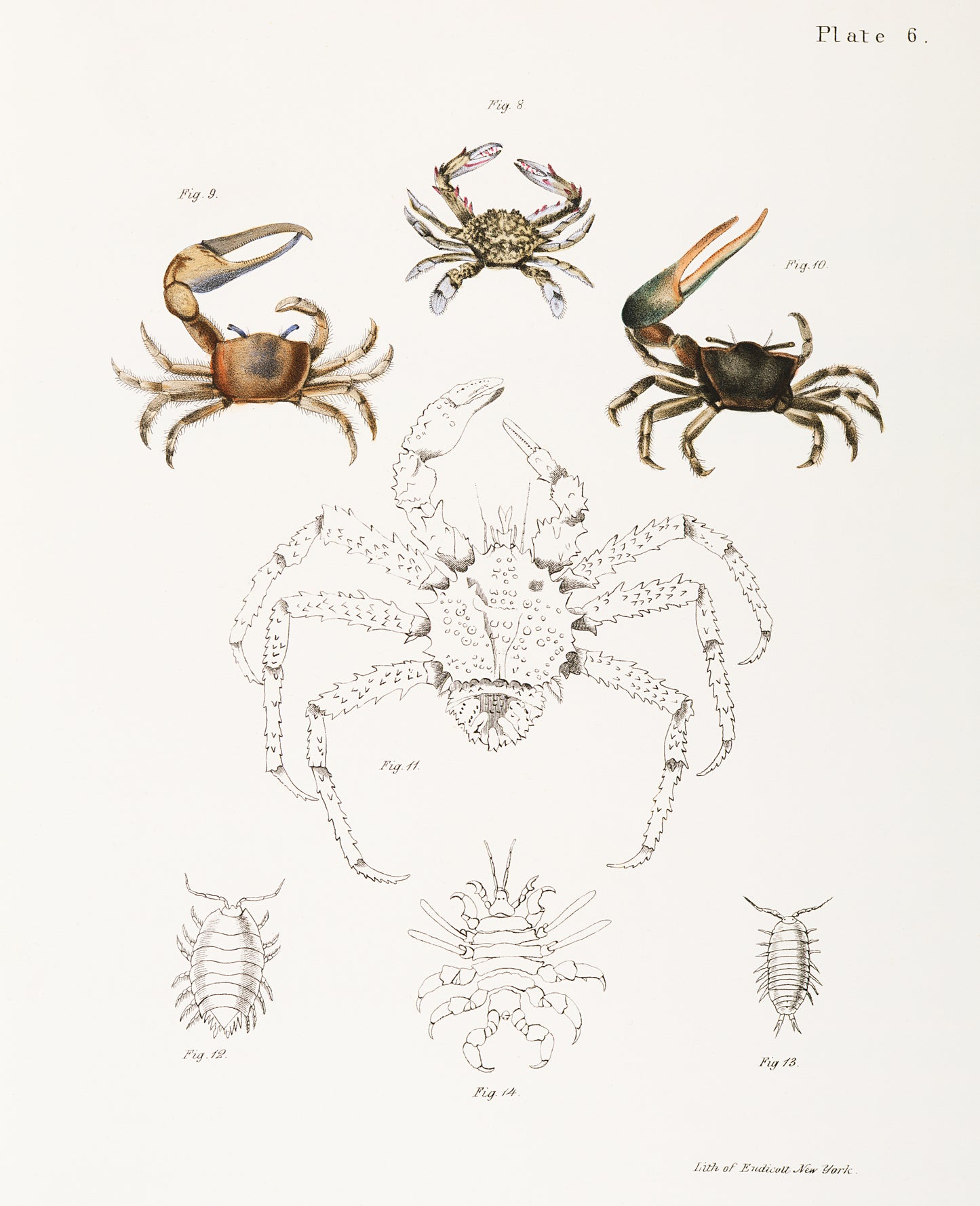 Crustaceans Etc. by James Ellsworth De Kay