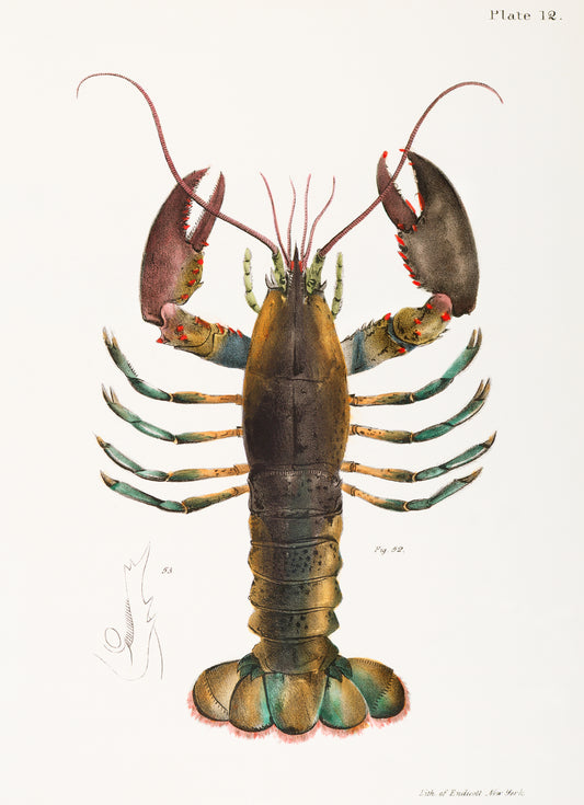 Homarus Americanus by James Ellsworth De Kay