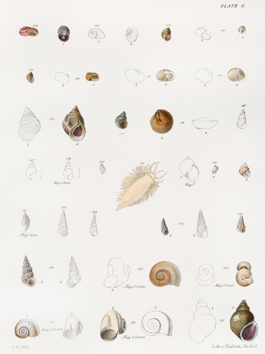 Seashells Etc. by James Ellsworth De Kay