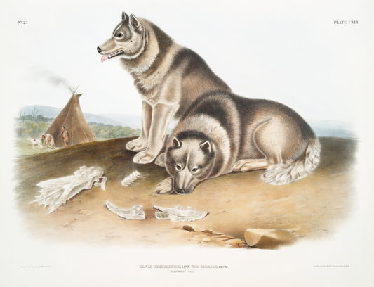 Canis Familiaris by John Woodhouse Audubon