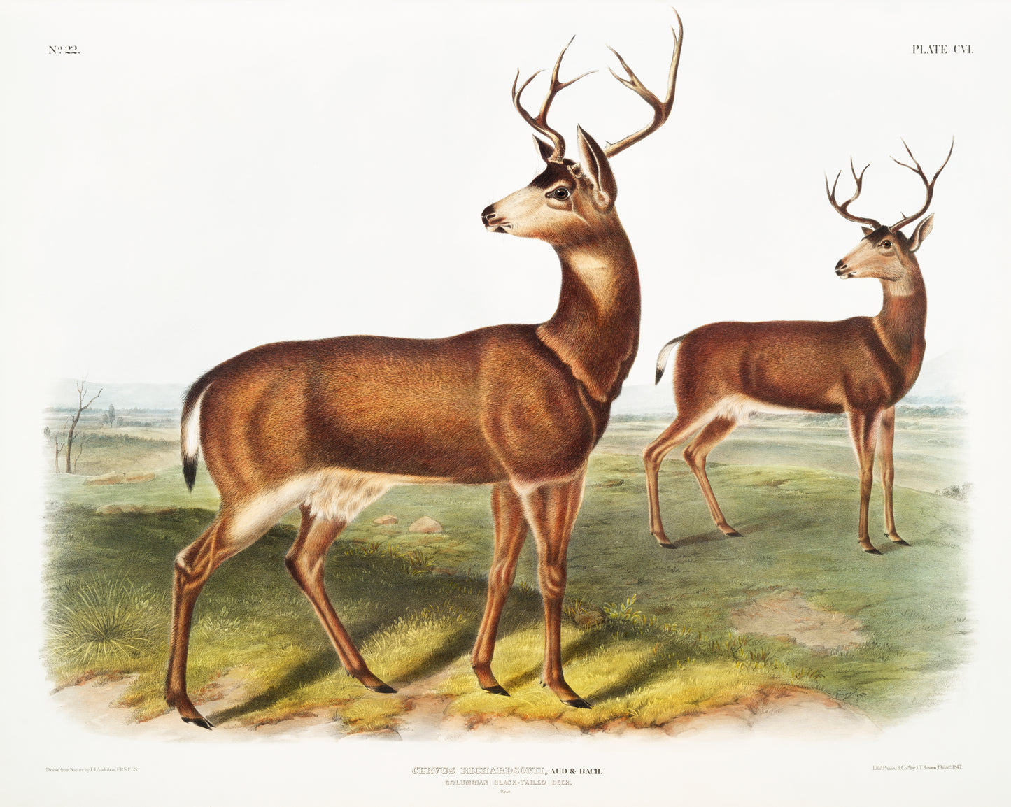 Cervus Richardsonii by John Woodhouse Audubon