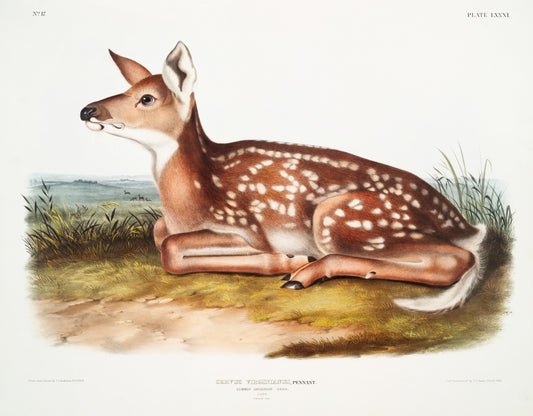 Cervus Virginianus by John Woodhouse Audubon