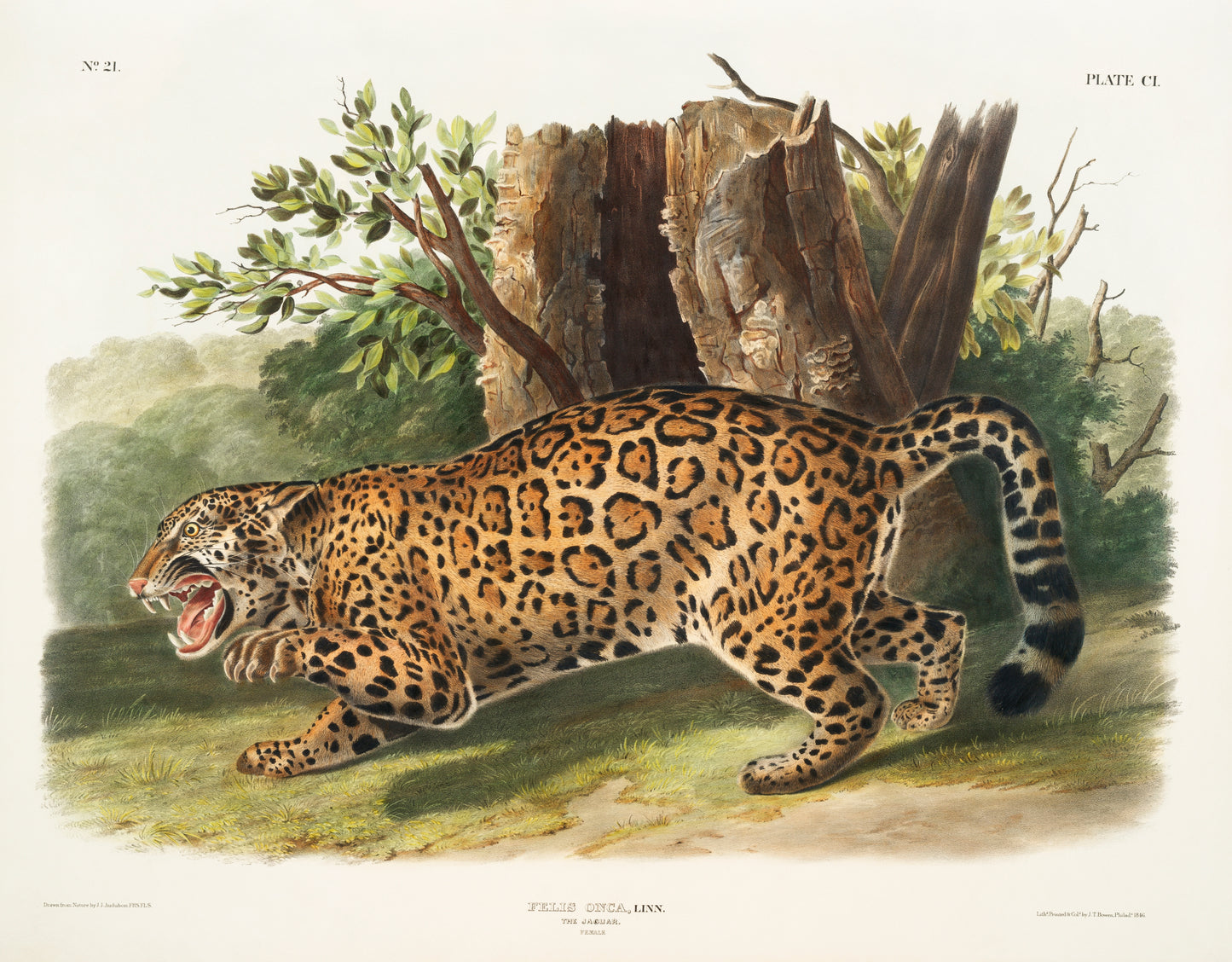 Felis Onca by John Woodhouse Audubon