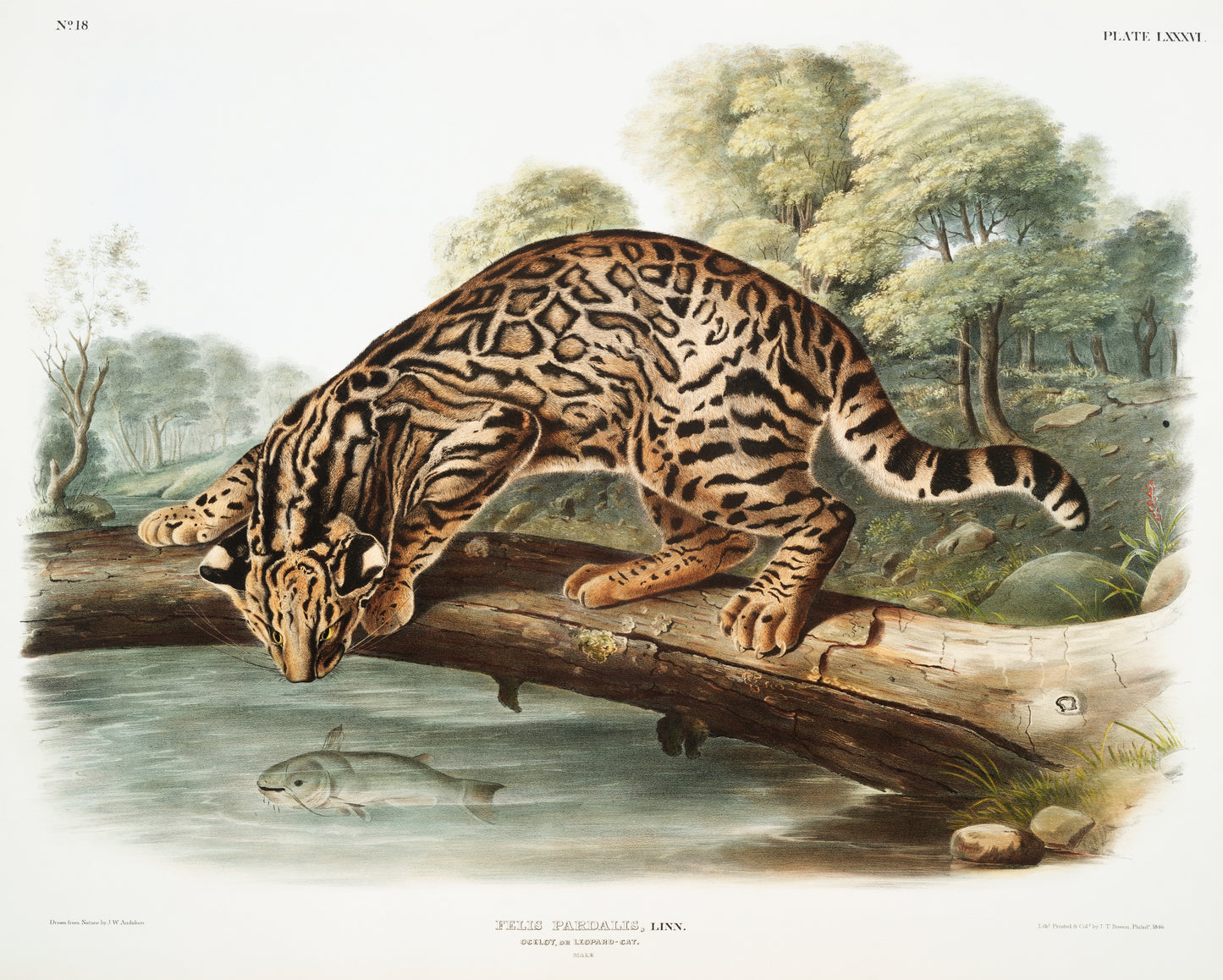 Felis Pardalis by John Woodhouse Audubon