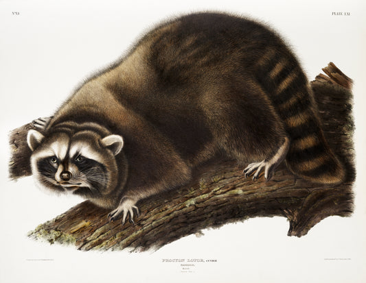 Procyon Lotor by John Woodhouse Audubon