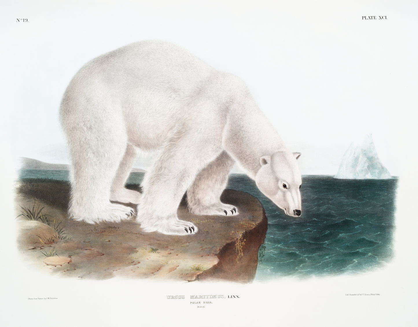 Ursus Maritimus by John Woodhouse Audubon