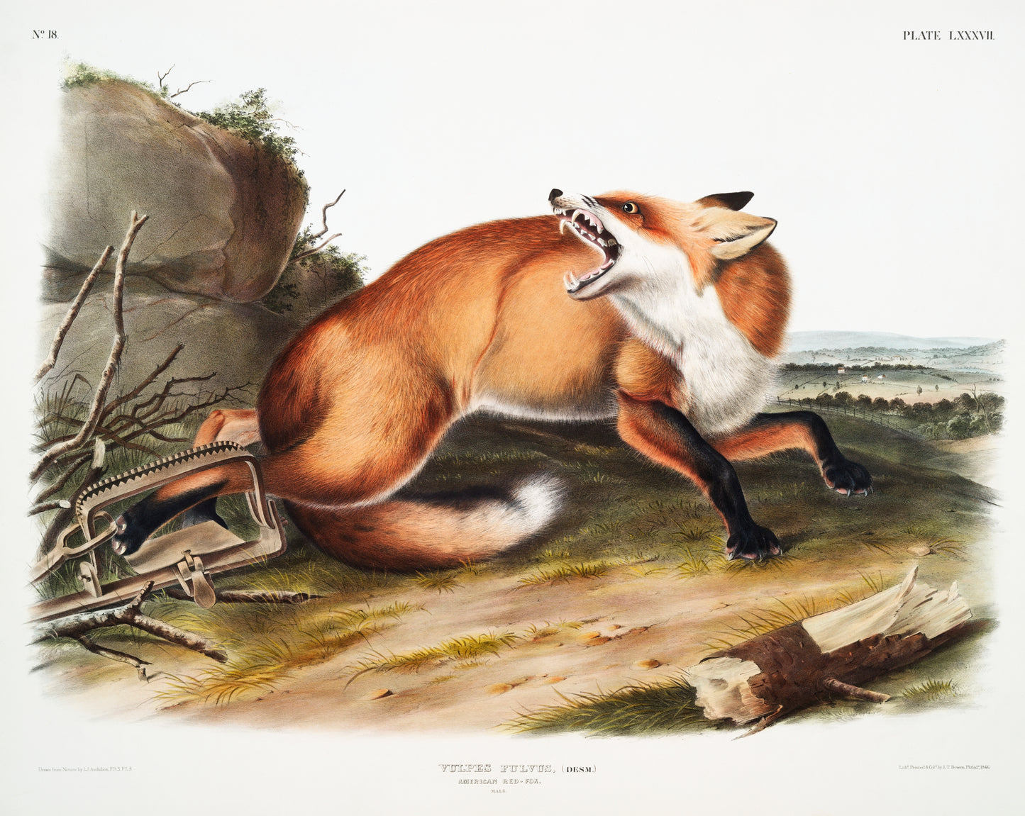 Vulpes Fulvus by John Woodhouse Audubon