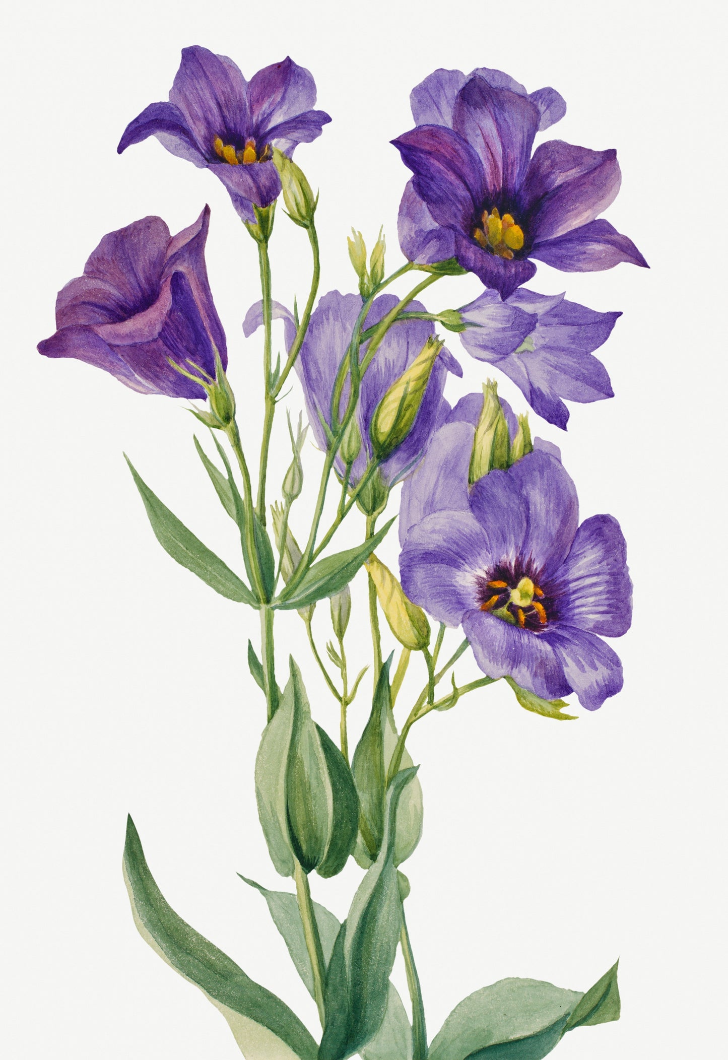 Eustoma Russelianum by Mary Vaux Walcott