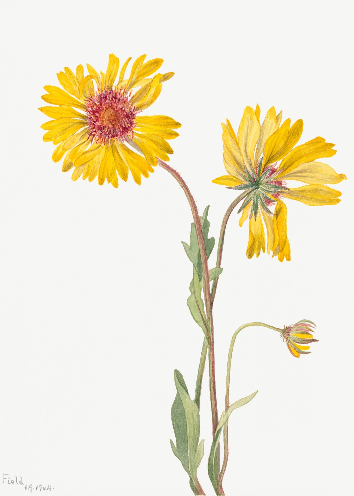 Gaillardia Aristata by Mary Vaux Walcott