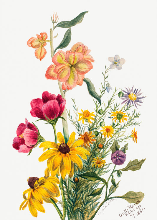 Group of Flowers by Mary Vaux Walcott