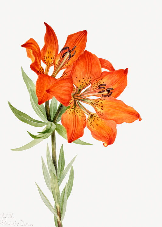 Lilium Montanum by Mary Vaux Walcott