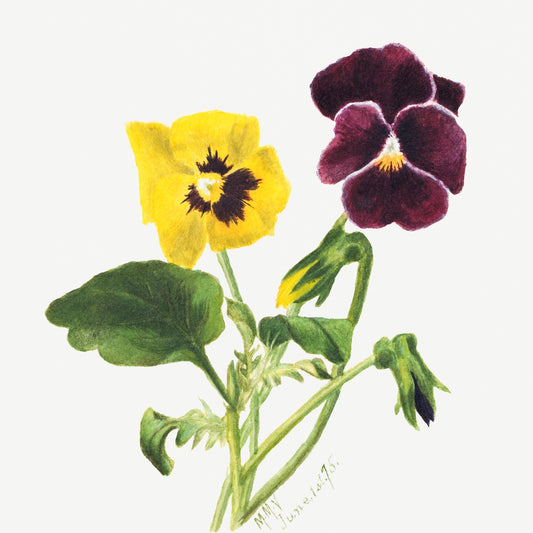 Pansies by Mary Vaux Walcott