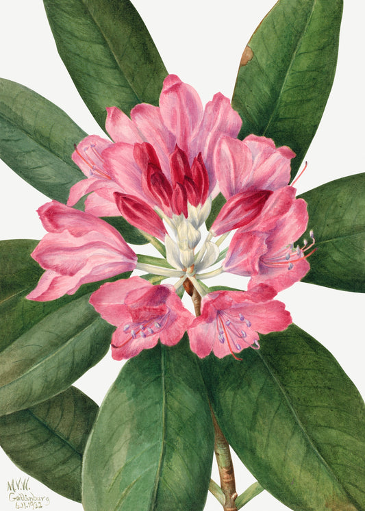 Rhododendrom Catawbiense by Mary Vaux Walcott