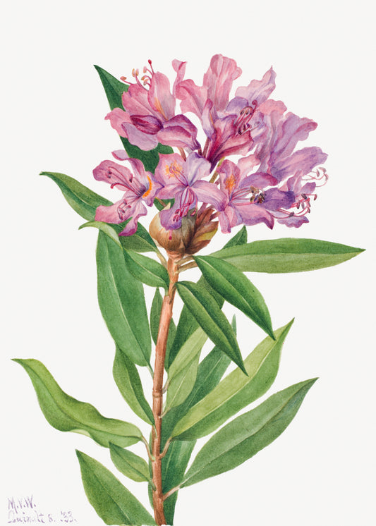 Rhododendron Californicum by Mary Vaux Walcott