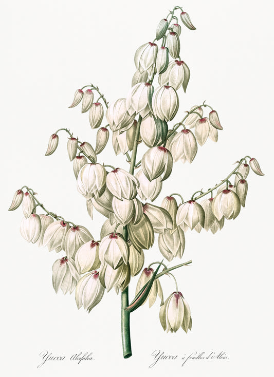 Aloe Yucca by Pierre-Joseph Redoute