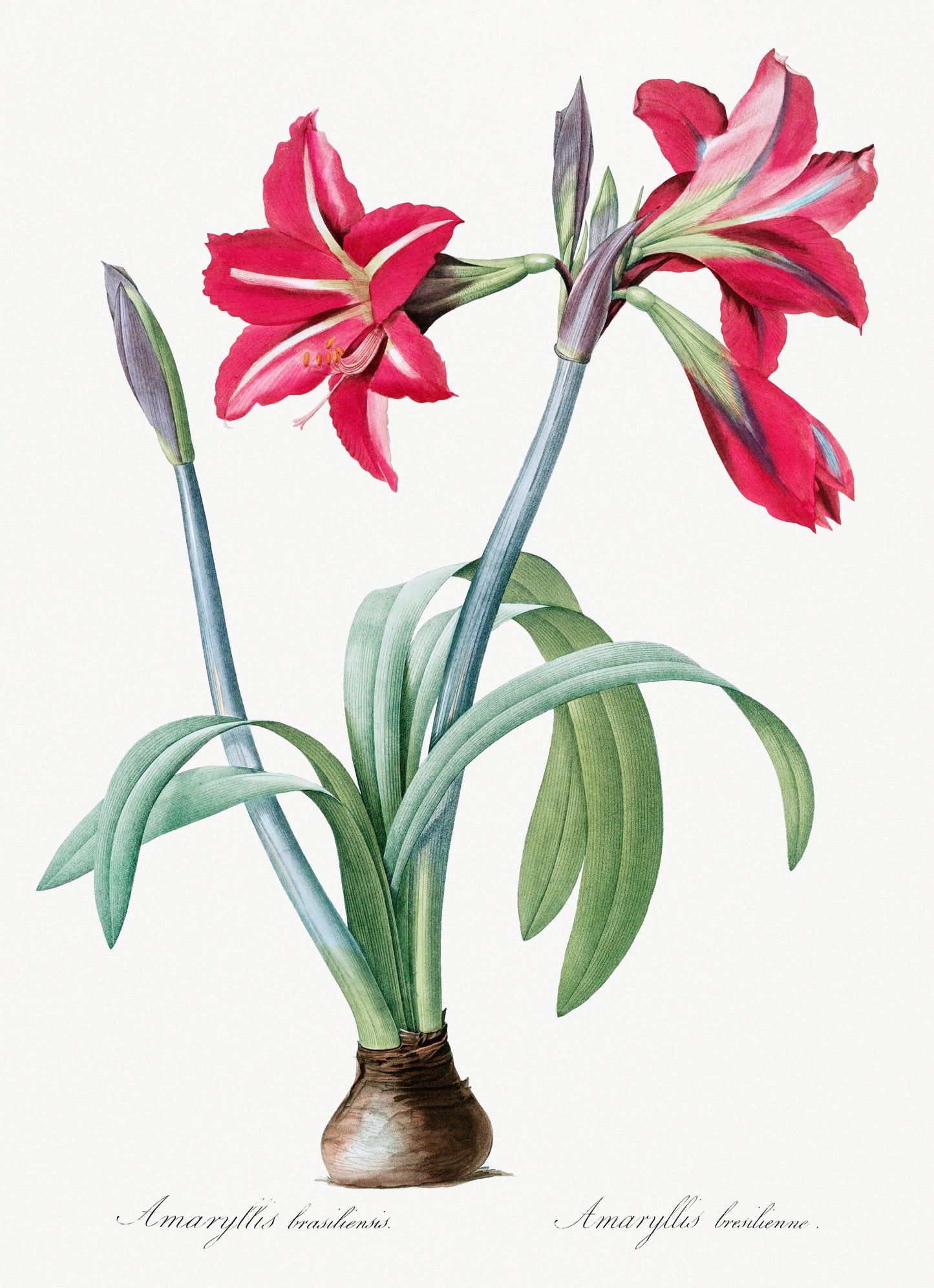 Brazilian Amaryllis by Pierre-Joseph Redoute