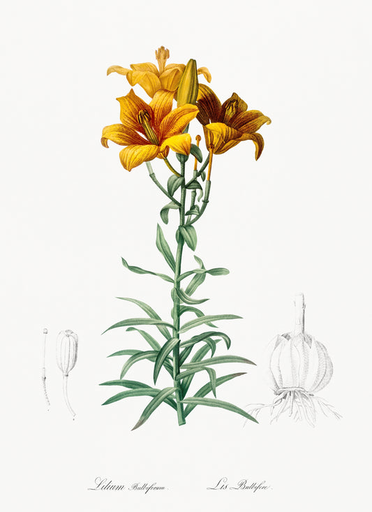 Fire Lily by Pierre-Joseph Redoute