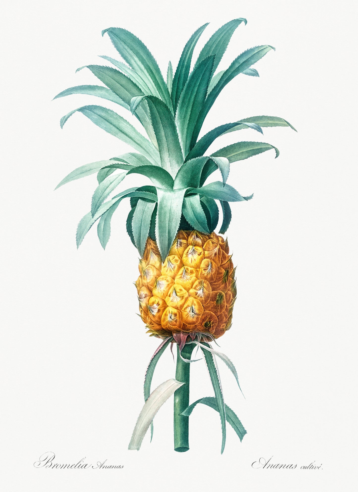 Pineapple by Pierre-Joseph Redoute