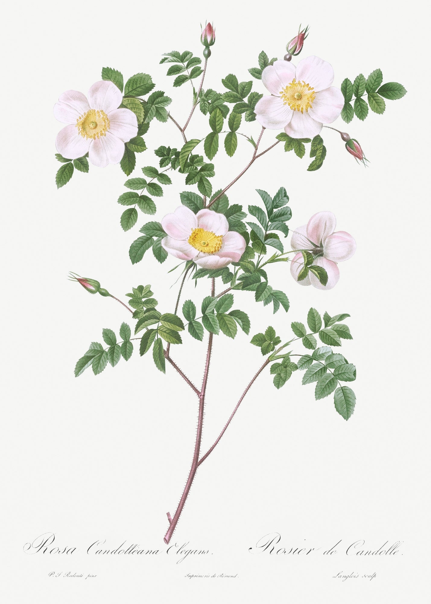 Rosa Candolleana by Pierre-Joseph Redoute