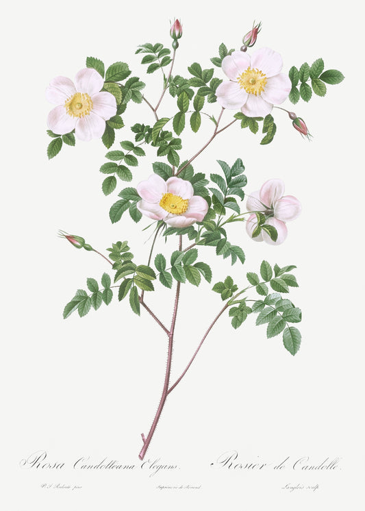 Rosa Candolleana by Pierre-Joseph Redoute