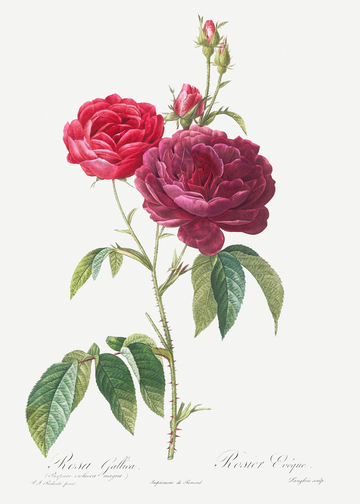 Rosa Gallica Purpuro-Violacea Magna by Pierre-Joseph Redoute