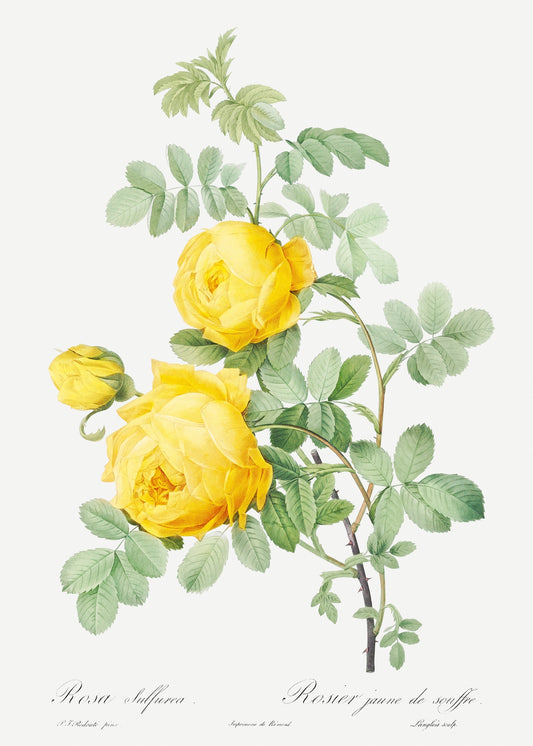 Rosa Hemisophaerica by Pierre-Joseph Redoute