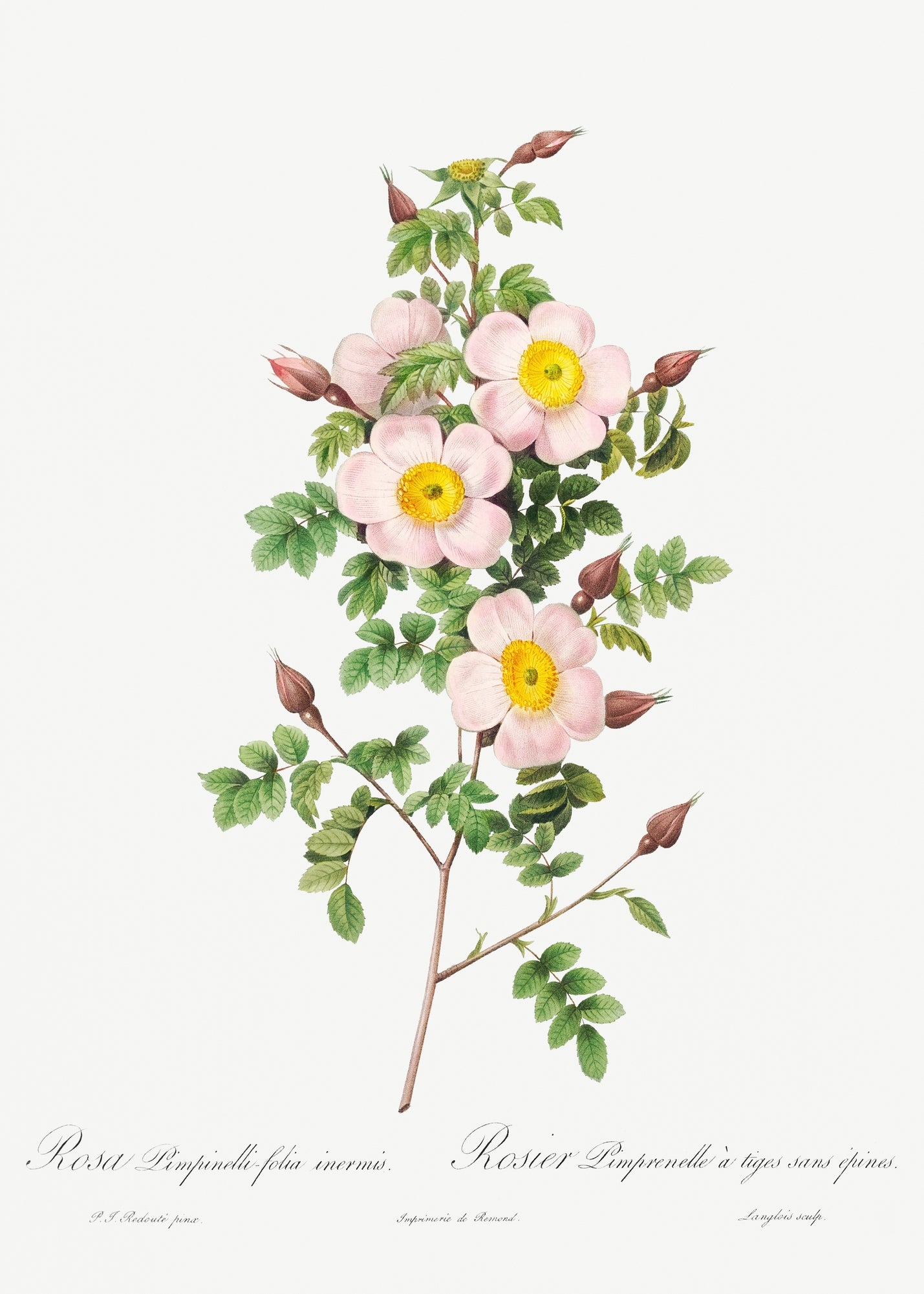 Rosa Pimpinellifolia by Pierre-Joseph Redoute