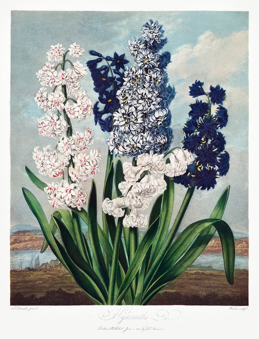 Thornton Hyacinths by Robert John Thornton