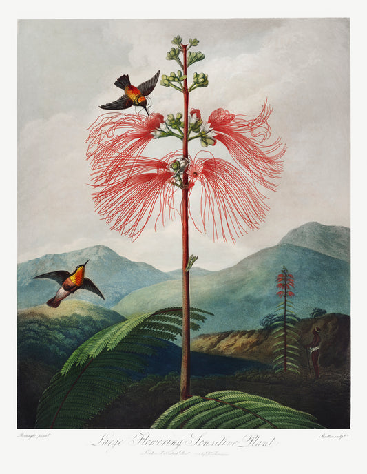 Large Flowering Sensitive Plant by Robert John Thornton