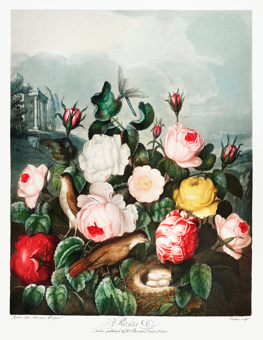 Roses by Robert John Thornton