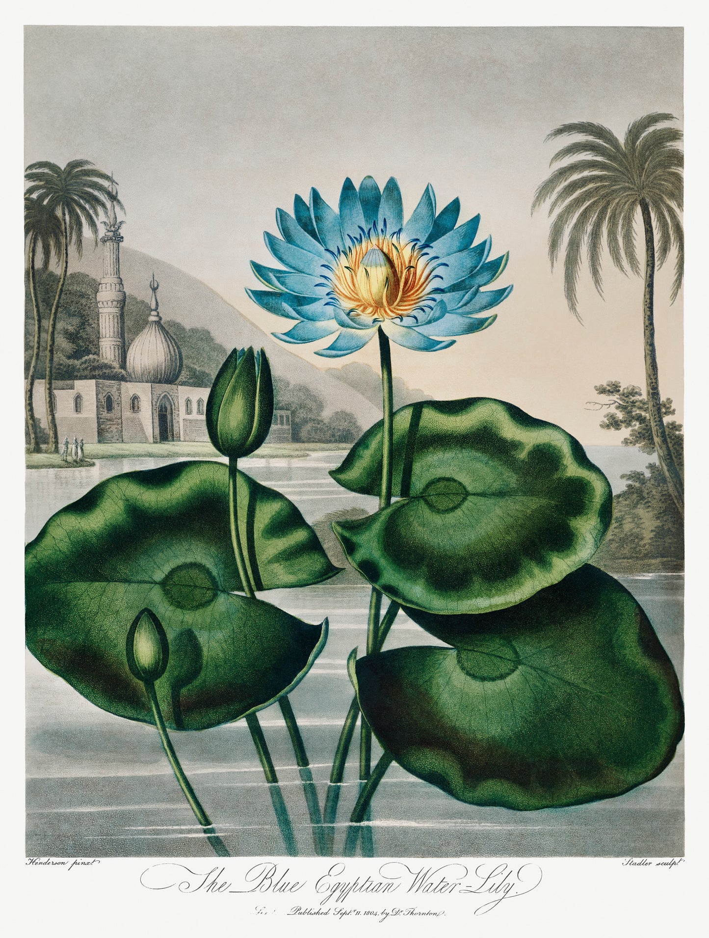 The Blue Egyptian Water-Lily by Robert John Thornton