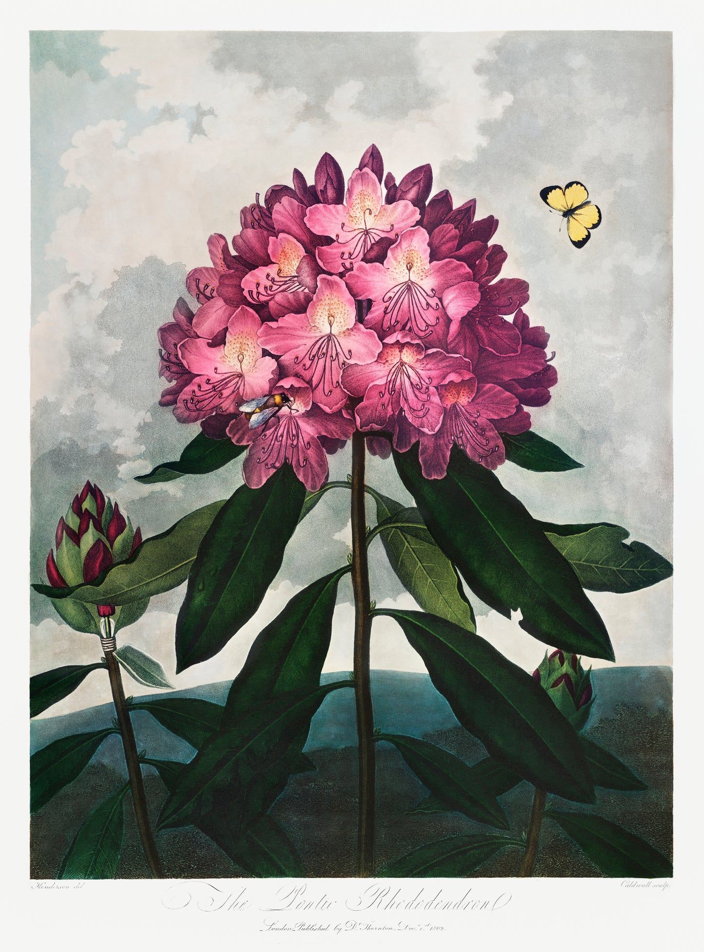 The Pontic Rhododendron by Robert John Thornton