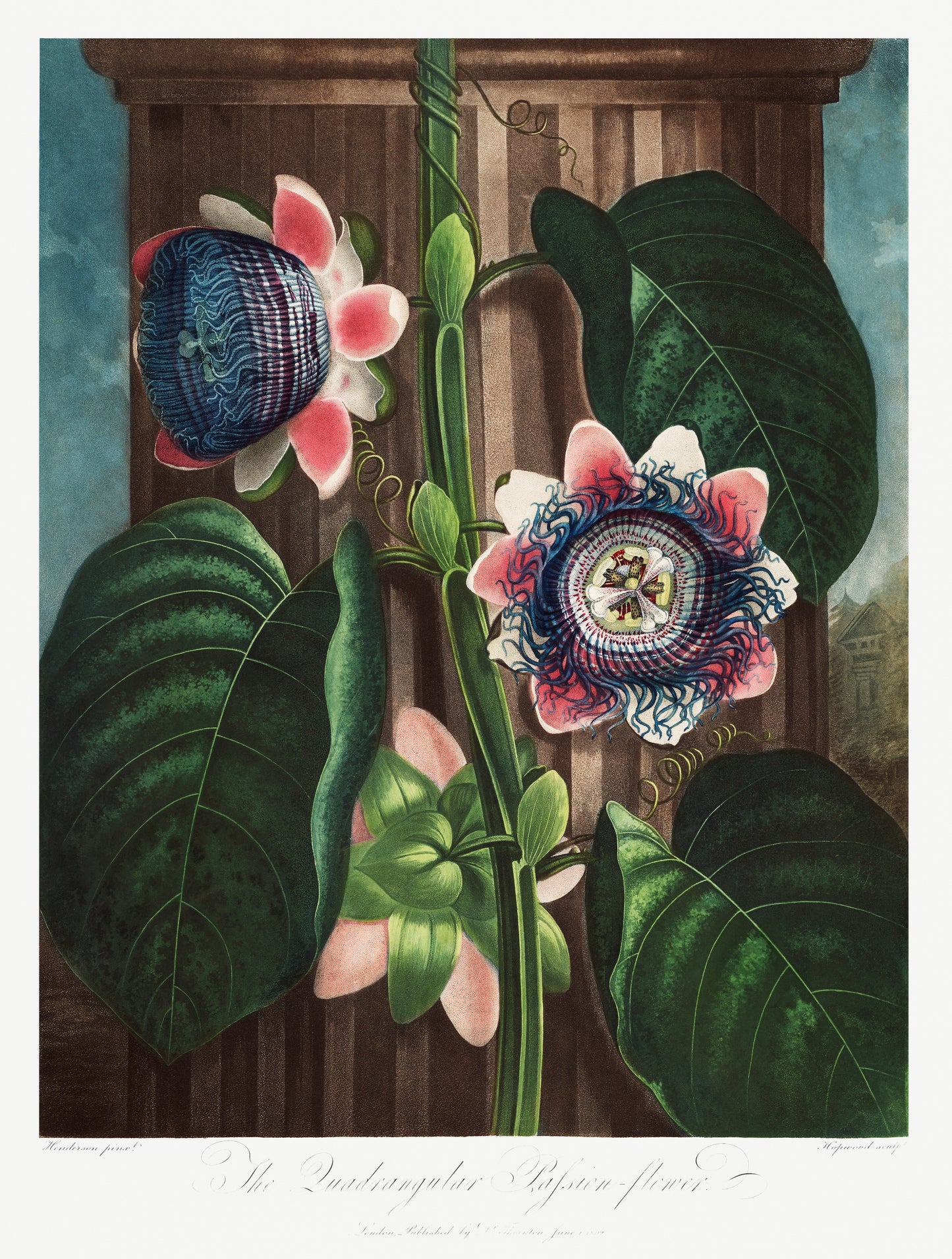 The Quadrangular Passion Flower by Robert John Thornton