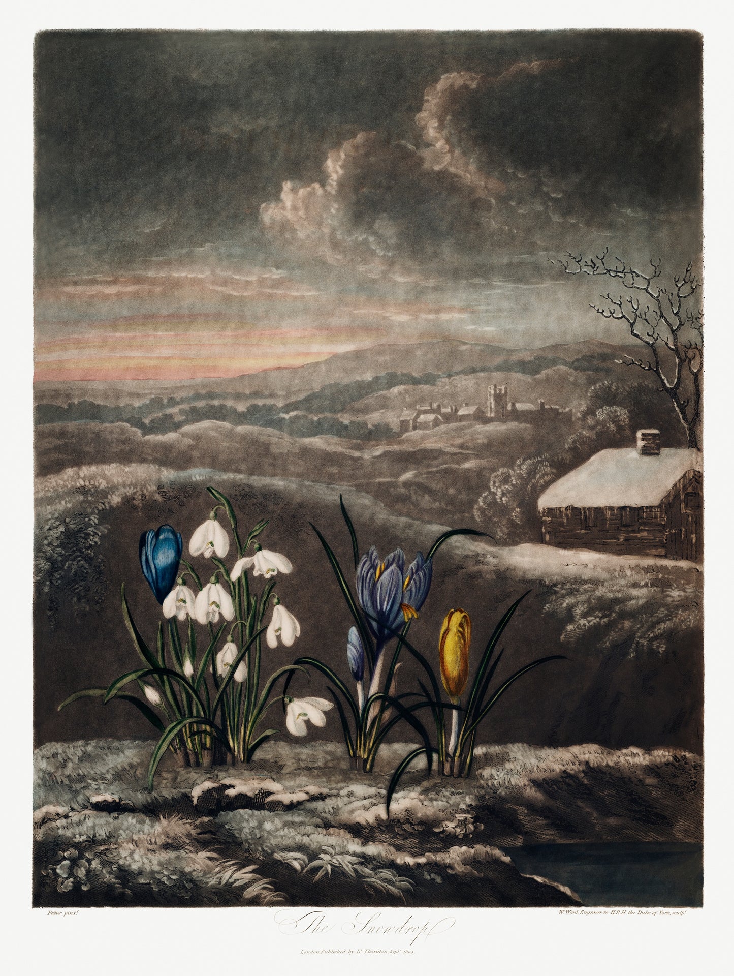 The Snowdrops by Robert John Thornton